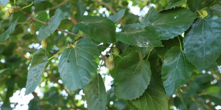 מפגש עם נועה ולצר, שקוראת את עמק החולה כמו את כף ידה