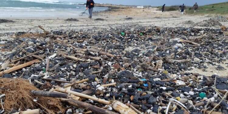 זיהום זפת בחוף תל דור, פברואר 2021. צילום: יוסף אוזן, רשות הטבע והגנים