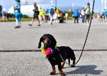 הירי בגורי הכלבים בדרום: "האירוע מעולם לא התרחש"