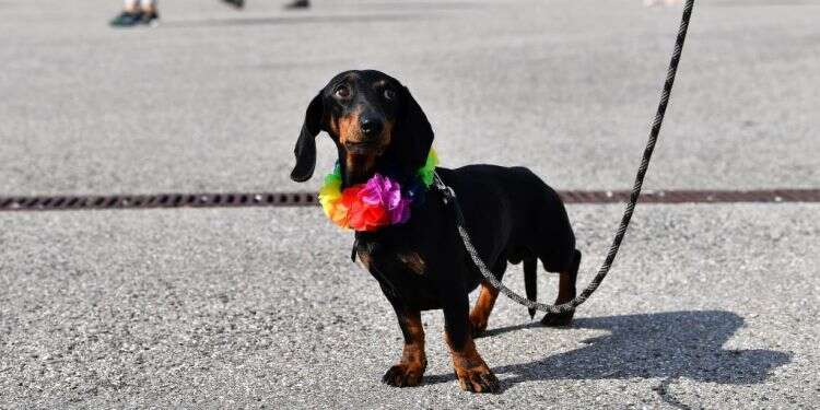 צילום: EPA הירי בגורי הכלבים בדרום: "האירוע מעולם לא התרחש"