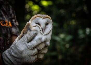 חיות בחרוזים: על אהבת אדם ואינדיבידואליזם טבעי