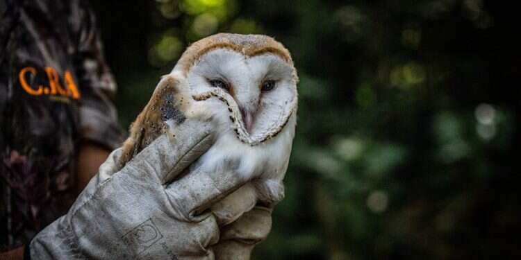 חיות בחרוזים: על אהבת אדם ואינדיבידואליזם טבעי