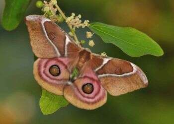 כבשת העש: ליתי הרמתי עושה יח"צ לאחים האפורים יותר של הפרפרים