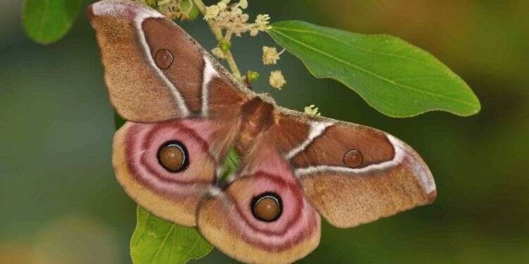 כבשת העש: ליתי הרמתי עושה יח"צ לאחים האפורים יותר של הפרפרים