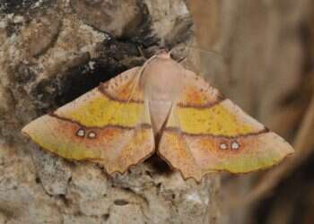 כבשת העש: ליתי הרמתי עושה יח"צ לאחים האפורים יותר של הפרפרים