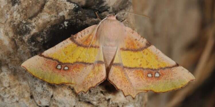 עשטאג. גם זמן איכות משפחתי וגם מידע זמין למדענים. צילום: עוז ריטנר, מוזיאון הטבע ע כבשת העש: ליתי הרמתי עושה יח"צ לאחים האפורים יותר של הפרפרים