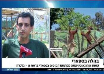 בהלה בספארי: למה אנחנו כל כך מבוהלים כשקופה מטפסת על עץ?