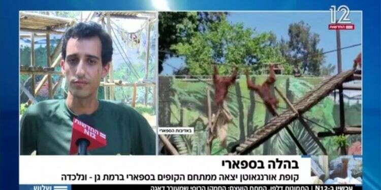 בהלה בספארי: למה אנחנו כל כך מבוהלים כשקופה מטפסת על עץ?