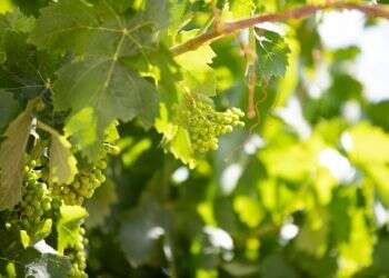 מסייעים לחקלאים ומתחברים לשמיטה: מיזם חדש לקראת השנה הבאה