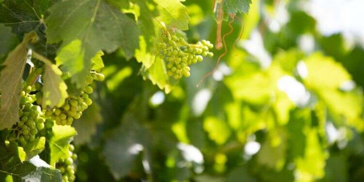 צילום: שאטרסטוק מסייעים לחקלאים ומתחברים לשמיטה: מיזם חדש לקראת השנה הבאה