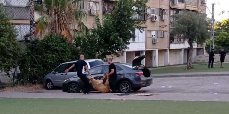 השחיטות הפיראטיות בחג הקורבן: "לא נעשה דבר כדי להעניש את העבריינים"
