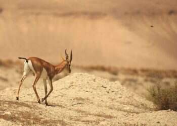 המאבק בציידי הצבאים: עונש חסר תקדים בחומרתו