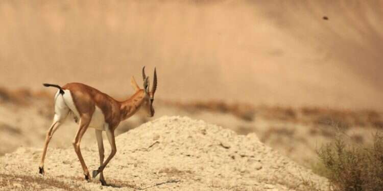 צבאים בבקעת הירדן. צילום: מירי צחי המאבק בציידי הצבאים: עונש חסר תקדים בחומרתו