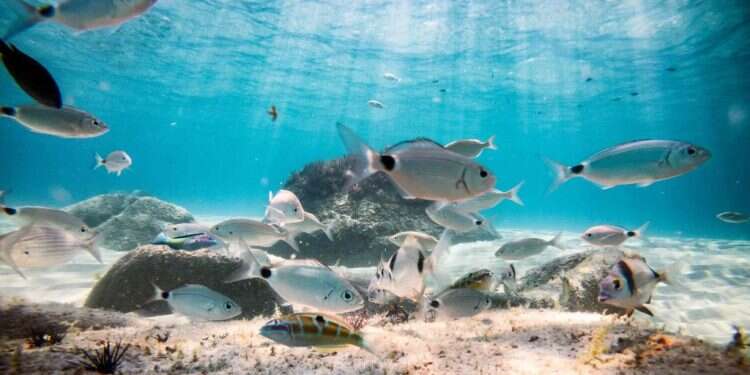 המשלחות התובעניות התמקדו במחקר של מינים וימים והיו לשם דבר. צילום: שאטרסטוק