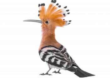 טרום עונת הנדידה: הבהלה אחר נוצת הזהב