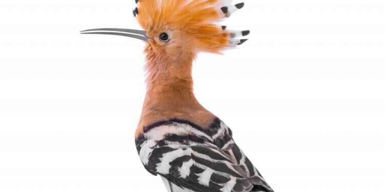 טרום עונת הנדידה: הבהלה אחר נוצת הזהב