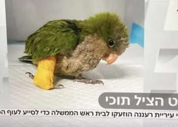 כשהתוכי היה טווס: משלמה המלך ועד התוכי של בנט