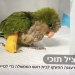 האייטם על בנט שהציל תוכי ב כשהתוכי היה טווס: משלמה המלך ועד התוכי של בנט