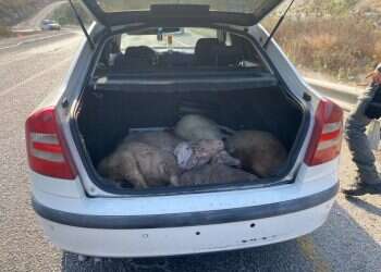 "על חם": נעצרו שני חשודים בגניבה והתעללות בבעלי חיים