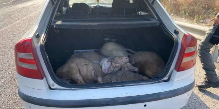 צילום: דוברות המשטרה "על חם": נעצרו שני חשודים בגניבה והתעללות בבעלי חיים