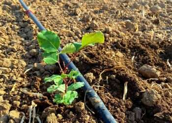 נטיעת החרובים . צילום: עופר ברנע מה חוגגים בט"ו בשבט ולמה אוכלים פירות יבשים