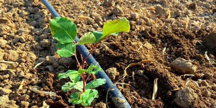 מה חוגגים בט"ו בשבט ולמה אוכלים פירות יבשים