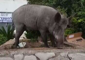 חזירי הבר בחיפה: רשות הטבע והגנים תסייע לעירייה