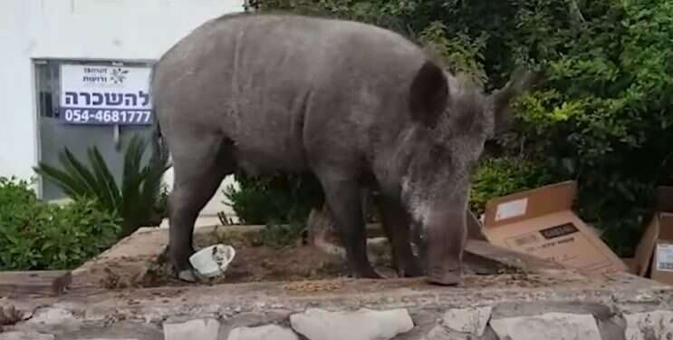 חזיר בר בחיפה. צילום מסך מתוך ערוץ היוטיוב של ynet חזירי הבר בחיפה: רשות הטבע והגנים תסייע לעירייה