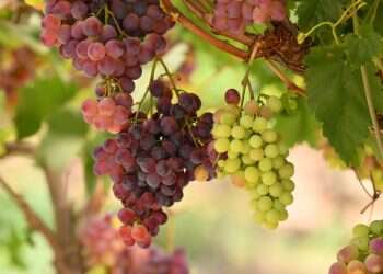 לבקשת יו"ר הכנסת מיקי לוי שפי פז לא תורשה להיכנס למשכן