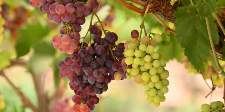 תרגול הנטישה אחת לשבע שנים מסייע לנו להבין כיצד לתפוס את מקומנו בבריאה. כרם בלכיש. צילום: מנדי הכטמן, פלאש 90 לבקשת יו"ר הכנסת מיקי לוי שפי פז לא תורשה להיכנס למשכן