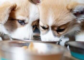 מאמצים גור כלבים ואין לכם מושג במה צריך להצטייד? אצל מנשה בטיטו תקבלו שירות צמוד ואישי להיכרות מלאה עם כל צורכי גור הכלבים שלכם