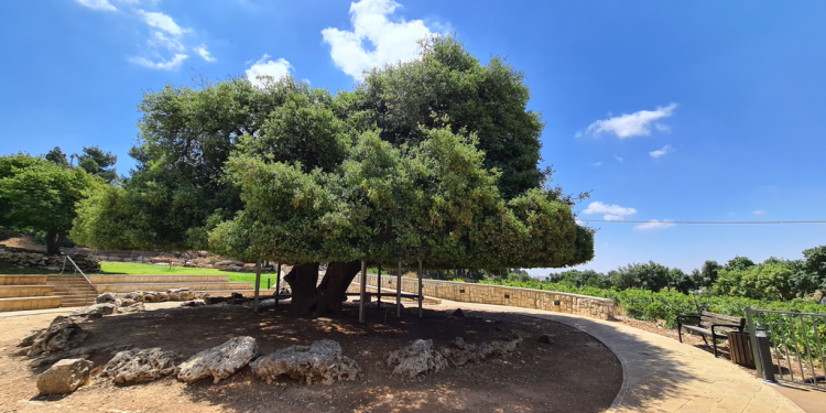 צילום: יאיר ארונשטם