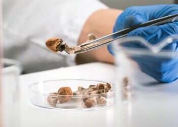 משלוח ייחודי: בקצרין מגדלים פטריות הזיה למטרות רפואיות