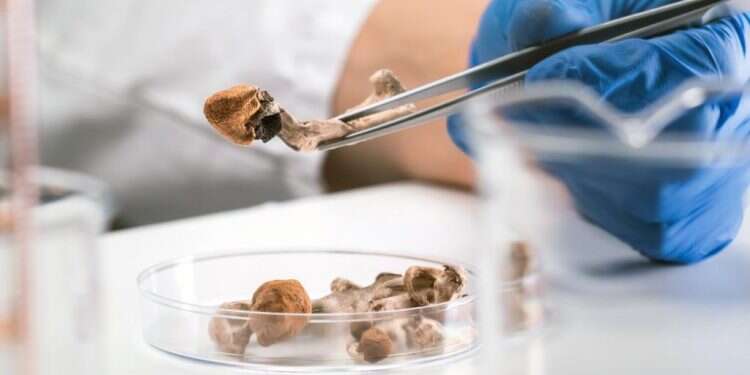 משלוח ייחודי: בקצרין מגדלים פטריות הזיה למטרות רפואיות