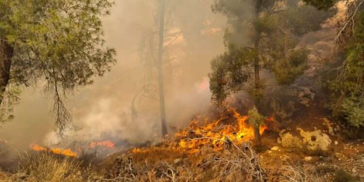 השריפה בגוש עציון. צילום: כב שריפה פרצה בגוש עציון: "דפוס פעולה הדומה לזה של הצתה"
