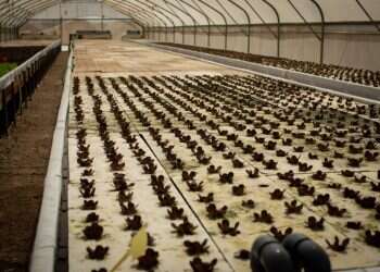 החקלאים החדשים: רומנטיקה, הרפתקנות, בריחה מהרעש וציונות