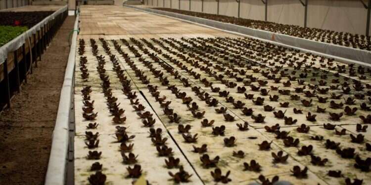 צילום: אריק סולטן החקלאים החדשים: רומנטיקה, הרפתקנות, בריחה מהרעש וציונות