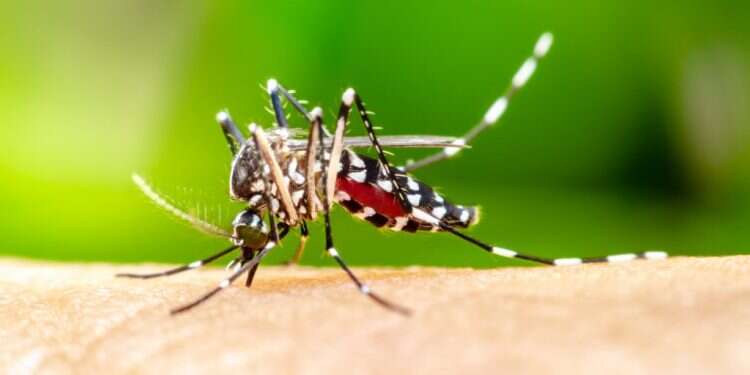 בחייאת זומזום: הקרב האבוד של האנושות נגד היתושים