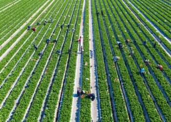 שעת שמיטה: הגיע זמן לשלוב את ההלכות והערכים במציאות