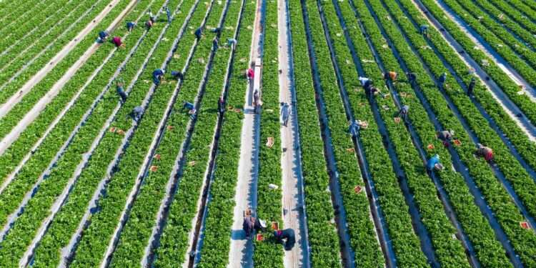 צילום: שאטרסטוק שעת שמיטה: הגיע זמן לשלוב את ההלכות והערכים במציאות