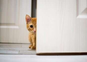 כותבי מוצש חוזרים למשחק המחשב הראשון שריתק אותם למסך