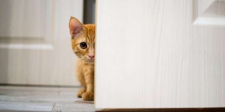 כותבי מוצש חוזרים למשחק המחשב הראשון שריתק אותם למסך