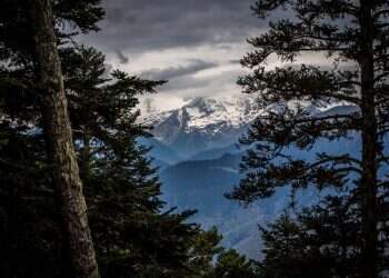 מלכודת דבש: תעלומת מותו של קאצ'ו הדוב מסעירה את הפירנאים