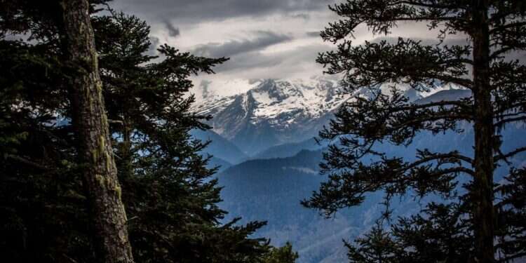 מלכודת דבש: תעלומת מותו של קאצ'ו הדוב מסעירה את הפירנאים