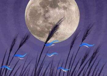 יפה שמיטה אחת קודם: עולם החקלאות במדינה צריך להתאזן