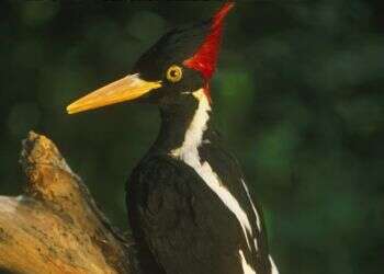 הנקר השנהבי הוכרז כנכחד בארה"ב, לצד 22 זנים נוספים