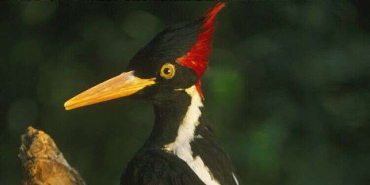 הנקר השנהבי. צילום: גטי אימג'ס הנקר השנהבי הוכרז כנכחד בארה"ב, לצד 22 זנים נוספים