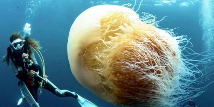 מדוזת הנומורה בחופי יפן. צילום: יפן ניוז יפן: מדוזות ענק מאיימות לפגוע קשות בענף הדיג