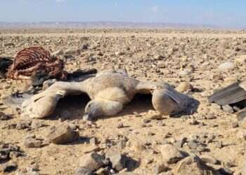 9 נשרים הורעלו בנגב