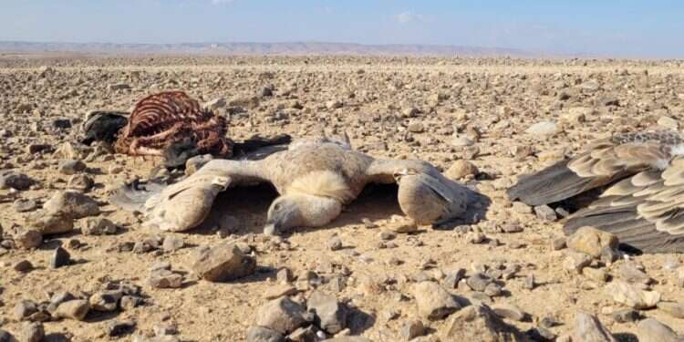 אחד מהנשרים שהורעלו בחודש שעבר. צילום: אייל בן גיאט רשות הטבע והגנים 9 נשרים הורעלו בנגב